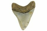 Fossil Megalodon Tooth - North Carolina #164990-1